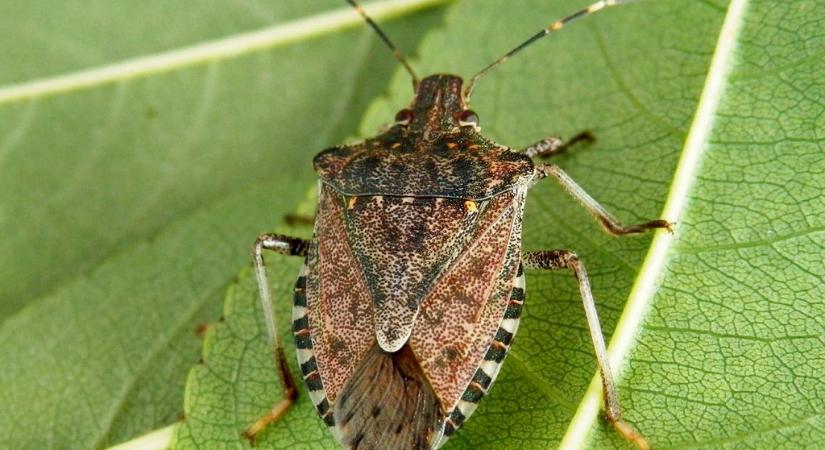 Jön a büdös bogár szezonja! Mutatjuk, mit tehetünk ellene