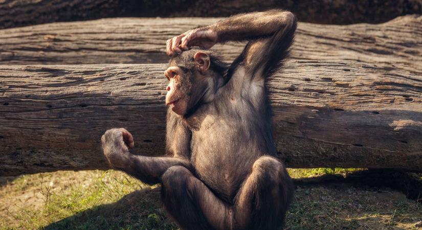 Hihetetlen: lefordították a csimpánzok beszédét
