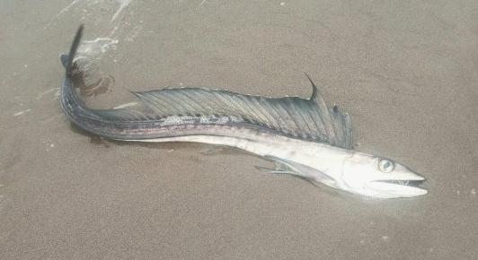 Bizarr kannibálhalakat sodort a partra a víz az oregoni strandoknál