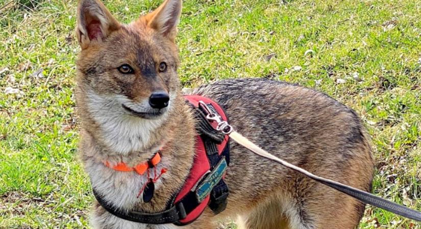 Kutyaként nevel egy aranysakált az Őrségi Nemzeti Park egyik munkatársa
