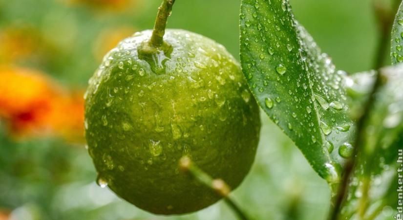 Hogyan gondozzuk a citromfánkat? Ezek a leggyakoribb betegségek