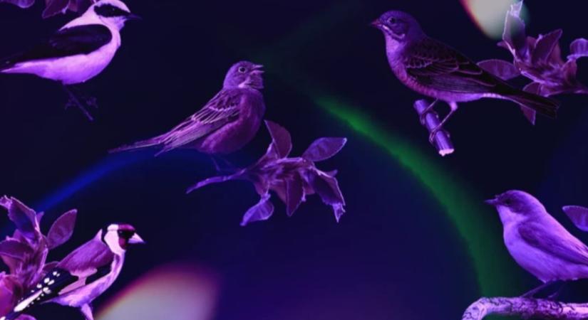 A teljes Madárkatalógus a Magyar Zene Házában – maratoni előadáson csaknem nyolcvan európai madárfaj éneke