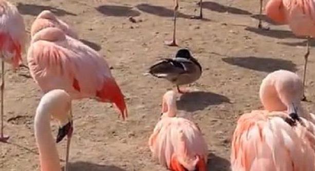 Ez a kacsa mindent megtett, hogy elvegyüljön a flamingók között - videó