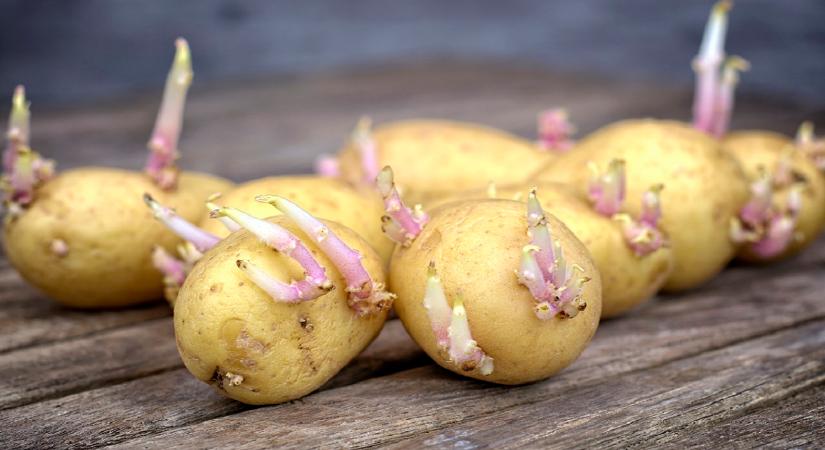 Meg lehet enni a kicsírázott krumplit? Itt a válasz!