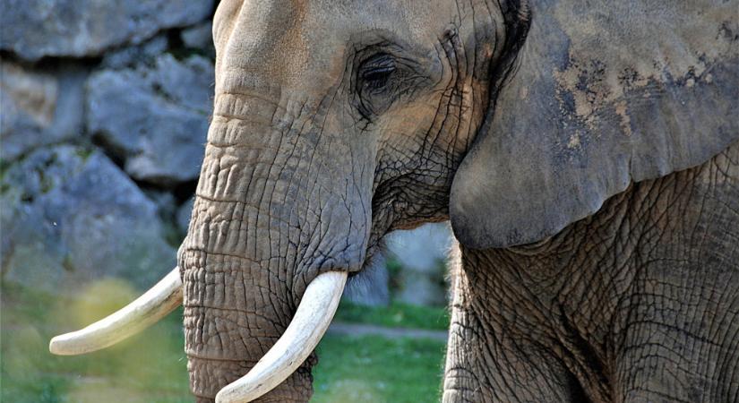 Rejtélyes részletek két cirkuszi elefánt elpusztulásáról