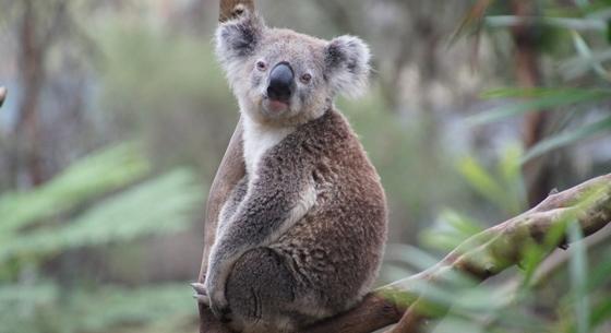 Vakcinázni kezdték a vadon élő koalákat ausztrál tudósok, és jó okuk van rá