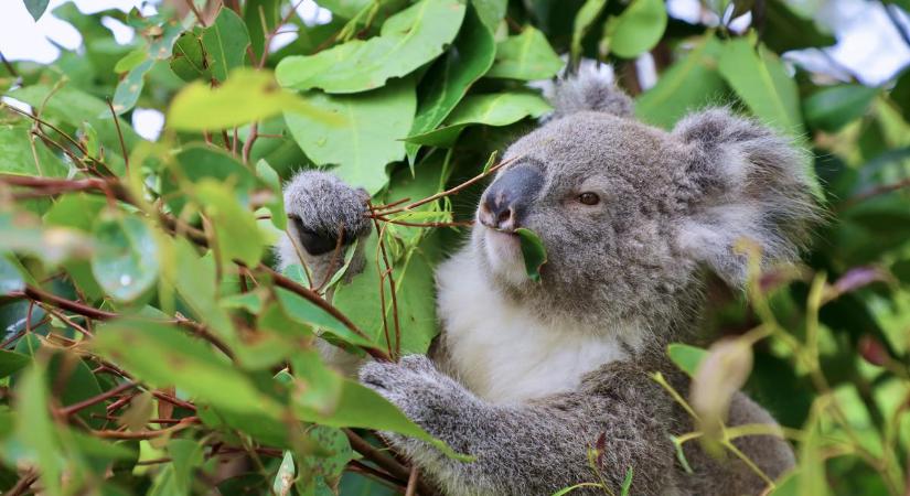 Védőoltásokat kapnak a vadon élő koalák, hihetetlen, miért