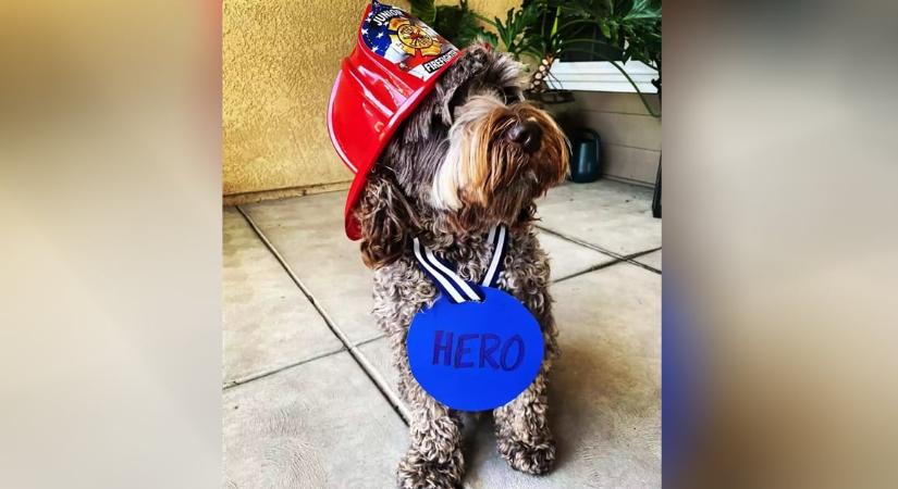 Büszkén viseli tűzoltó sisakját a kutya, aki több családot is megmentett a tűztől