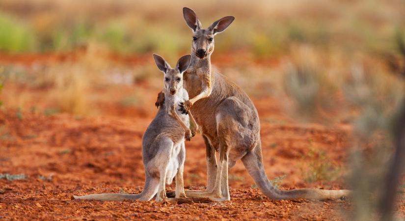 Egy ökológus szerint az ausztrál lakosságnak el kellene kezdenie levadászni a kengurukat