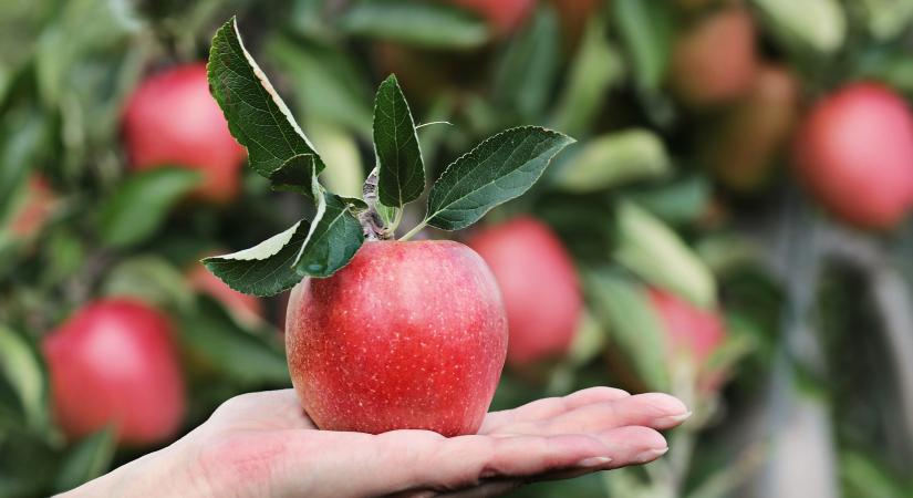 Agrárkamara: erősödött a fertőzésveszély a gyümölcsösökben
