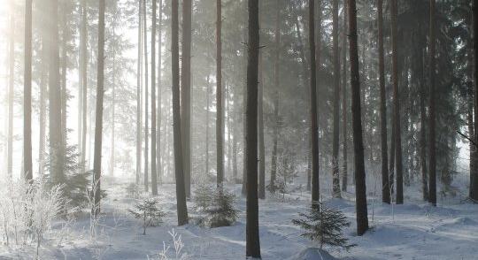 Eltévedt a vadonban egy nyolcéves fiú, hóevéssel élt túl több napot