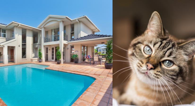 Szereted a macskákat? Ingyen lakhatsz egy ausztrál luxusvillában