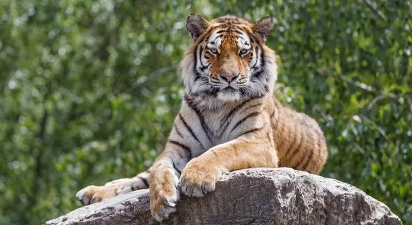 Már csak néhány tigris alfaj maradt a világon