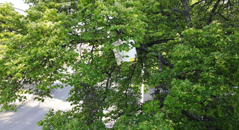 Méhek telepedtek egy fa ágára Egerben - darázsvadász a megoldás