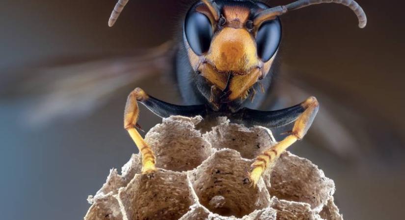 Így készíts házilag darázscsapdát, ami a méheket megkíméli