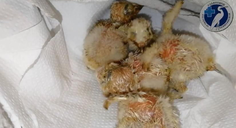 Milyen hangja van négy frissen kikelt hortobágyi kuviknak? Pont olyan, mint gondolnád! – videóval