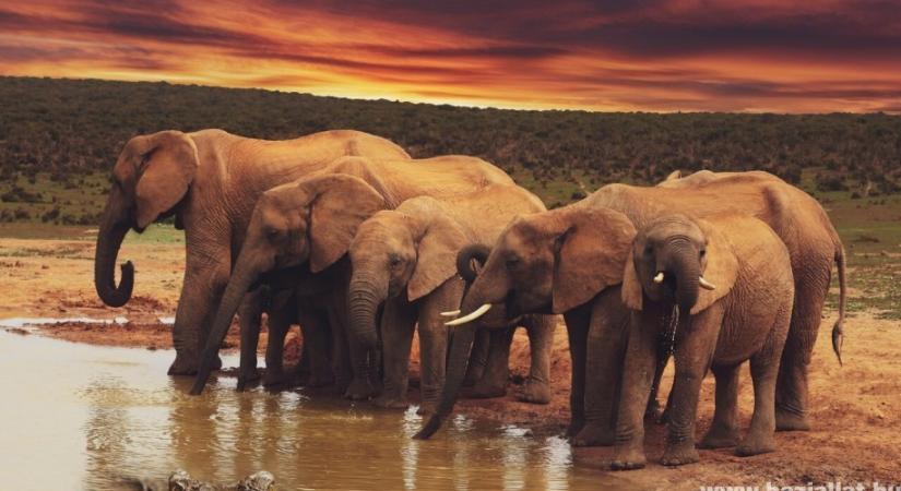 Tények és érdekességek az elefántról