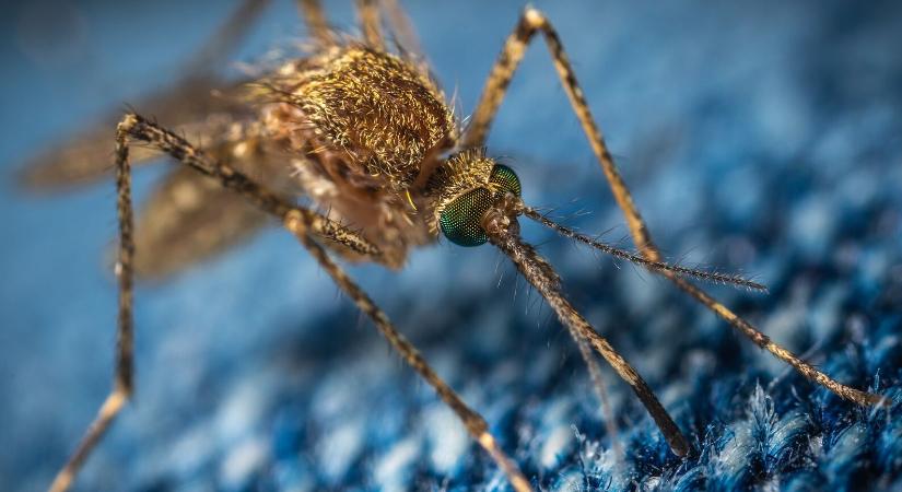 Az állatok, vagy az ember a büdösebb? Mesterséges verejték segíthet a szúnyogok távoltartásában...
