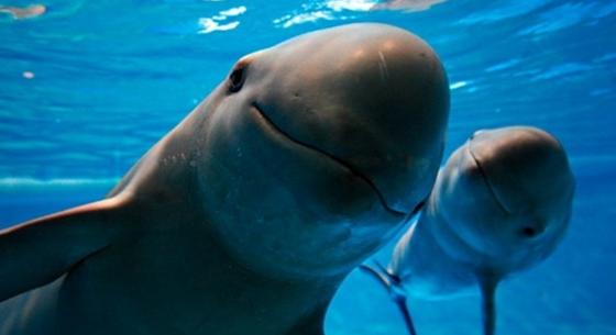Szemünk előtt halnak ki a disznódelfinek, már 10 sem él belőlük – „a tengerek kokainja” okozhatja a vesztüket