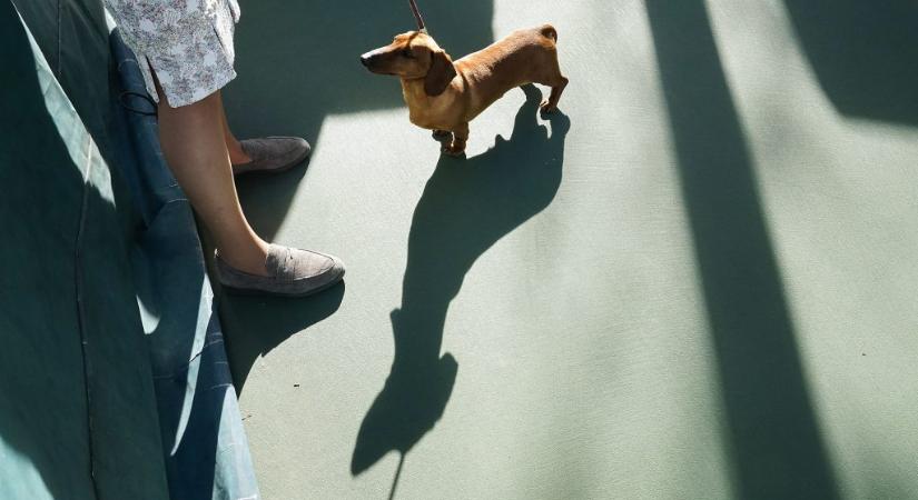 Koronázás, migráció és gördeszkázó kutya a hét képein
