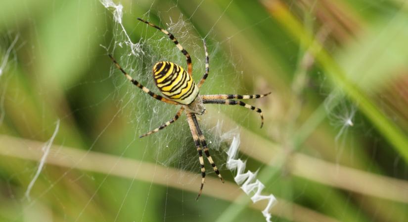 Ijesztő pók lapul a kertünkben: lehet a darázspók veszélyes ránk nézve? Milyen a darázspók csípése?