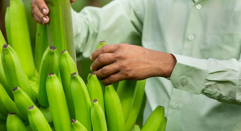 Íme a génmódosított banán, ami soha nem barnul be
