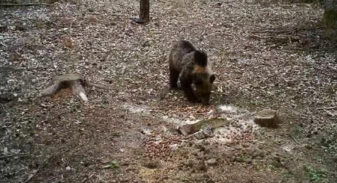 Medve kóborol az Aggteleki Nemzeti Parkban