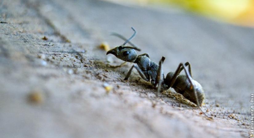 5 egyszerű, filléres házi praktika hangyák ellen