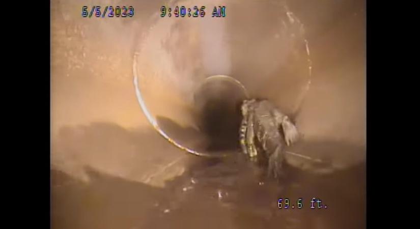 Méretes aligátort videóztak le egy szennyvízcsatornában