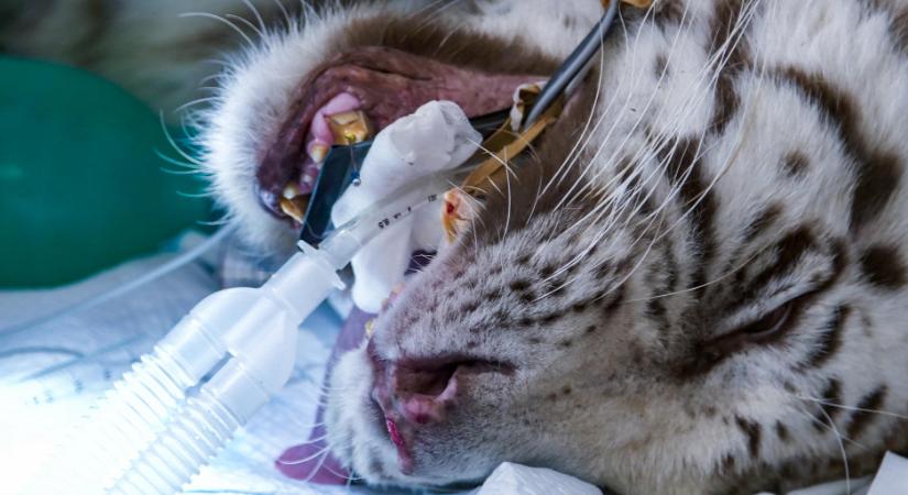Fehér tigrist műtöttek a Nyíregyházi Állatparkban