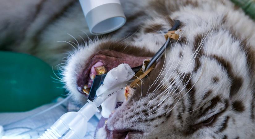 Négy és fél órán át pofozták helyre a nyíregyházi fehér tigris fogsorát, de nem a mosolya miatt