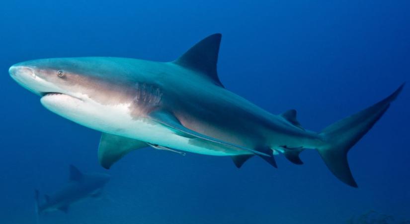 Harcba szállt a rátámadó cápával egy 13 éves lány