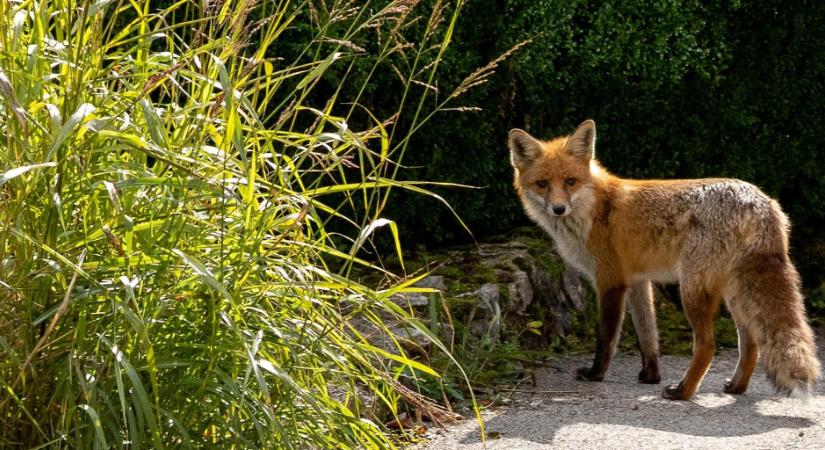 Borzokkal és rókákkal harcoltatták a kutyákat egy tolnai horrortanyán