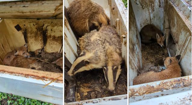 „Dögszag, állati tetemek mindenhol” – rókákkal és borzokkal harcoltattak kutyákat egy tolnai tanyán