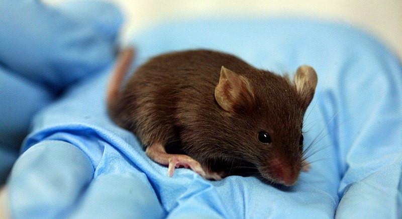 Az emberi rákgyógyításban is ígéretes lehet a génmódosítás, amivel 20 százalékkal növelték egerek élettartamát