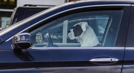 Egy részeg coloradói sofőr a kutyáját ültette a volán mögé, hogy megtévessze az autóját félreállító rendőröket