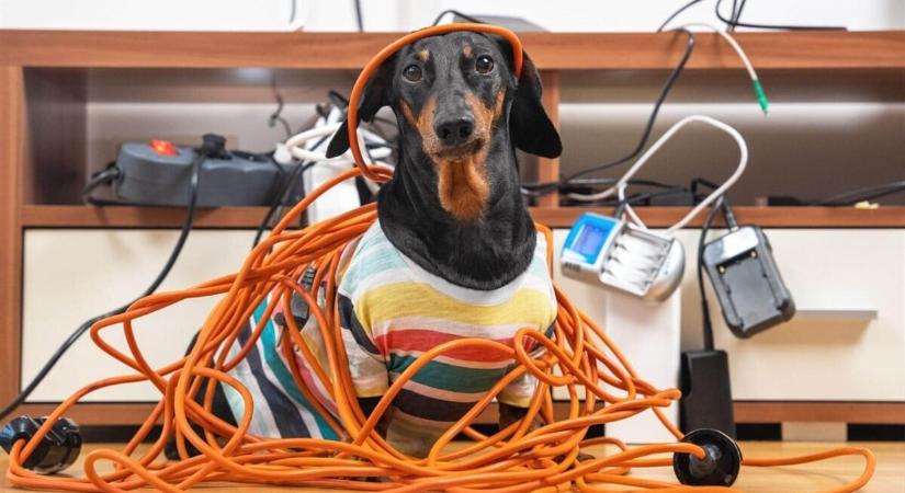 Rázós téma - Elektromos áramütés kutyáknál