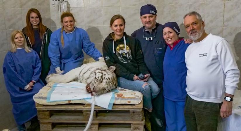 Több mint négy órát tartott helyrehozni a nyíregyházi fehér tigris fogait