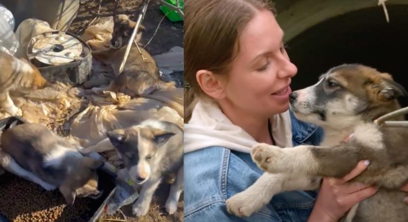 Kilenc elhagyott kiskutyát akart megmenteni a nő: amikor a helyszínre ért, már másképp festett a dolog - Videó