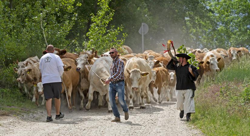 Ha esik a nyerstej ára, miért nem zuhan vele a bolti ár is azonnal?