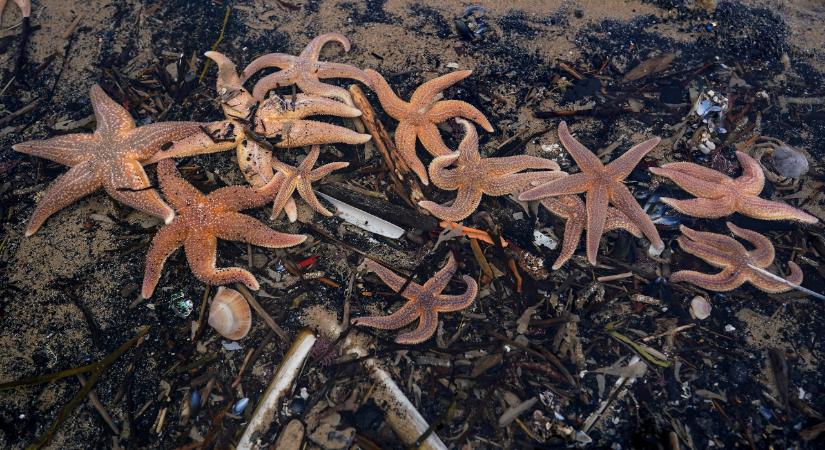 Több száz elpusztult tengeri csillagot sodort partra a víz, a lakosok aggódnak