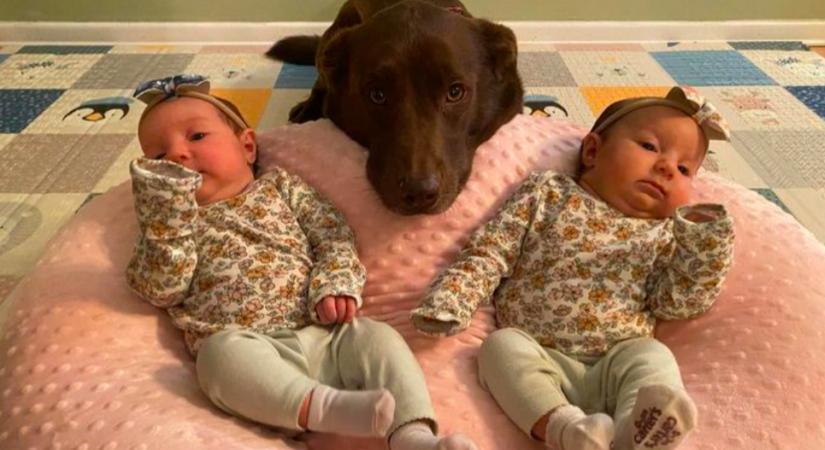 Ikerbabák érkeztek a családba: a kutya reakcióját döbbenten ünnepli a világ - Videó