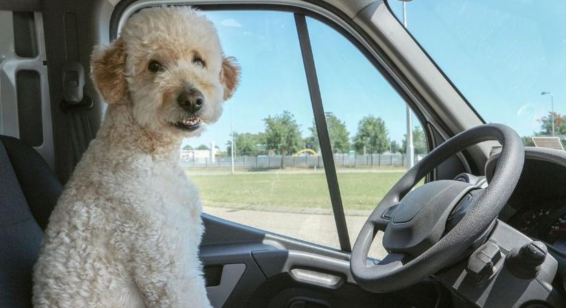 "Nem én vezettem, hanem a kutyám!" – védekezett a részeg sofőr