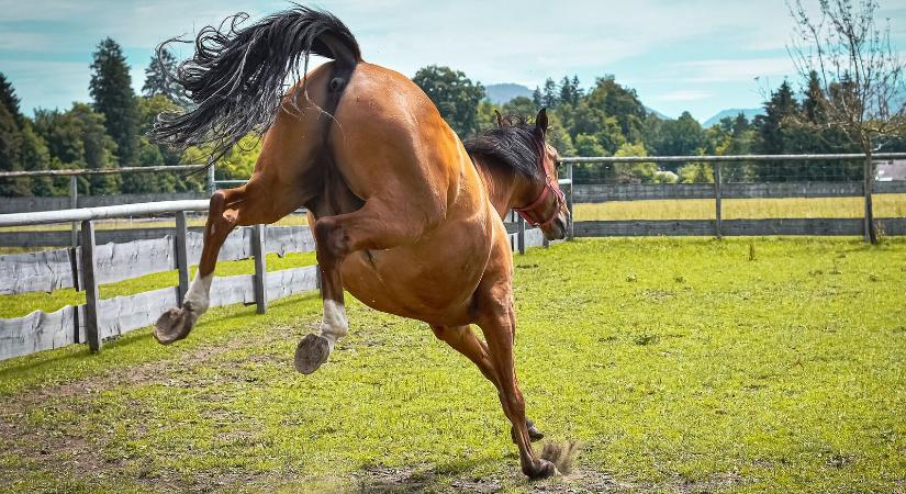 Ijedős lovak: kimutatható-e a génekből a nem kívánatos viselkedés?