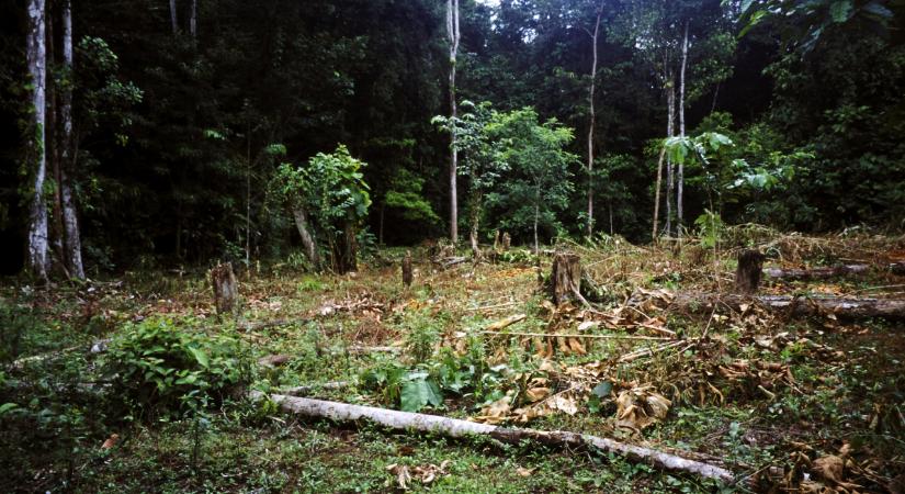 Négy kisgyerek két hétig életben maradt a kolumbiai dzsungelben