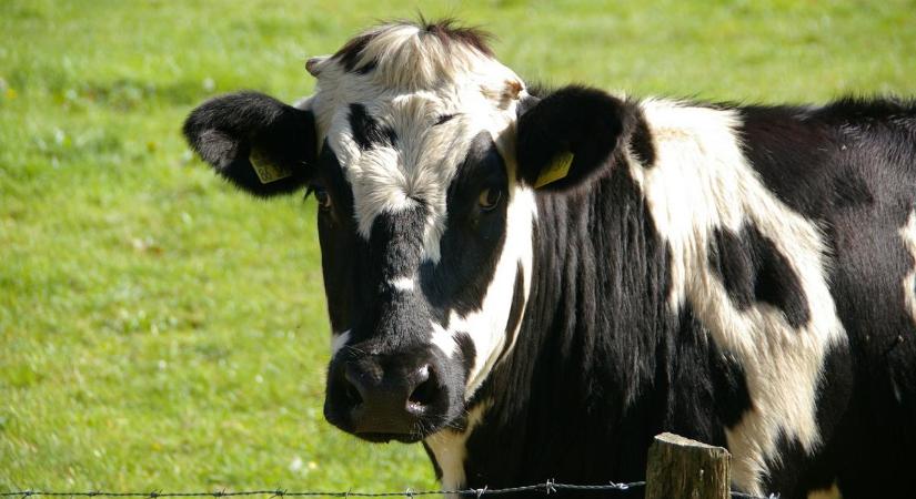 Azonnal intézkedett a Nébih: szalmával letakart halott teheneket találtak egy borsodi szarvasmarhatartónál