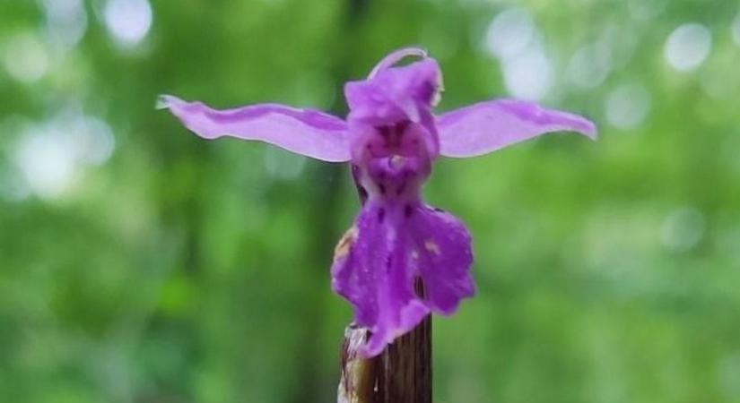Olyan virágot találtak a Hortobágyi Nemzeti Park területén, amilyet eddig még sosem