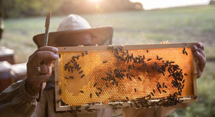 10 érdekes és lenyűgöző tény a méhekről a május huszadikai világnap apropóján