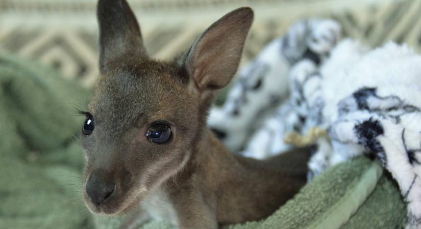 Erszényből kidobott kenguru bébiket nevelnek Tiszaderzsen