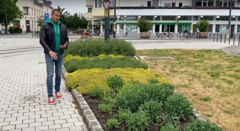 Vásárhely zöldfelületeit dicsérte az ismert kertészmérnök